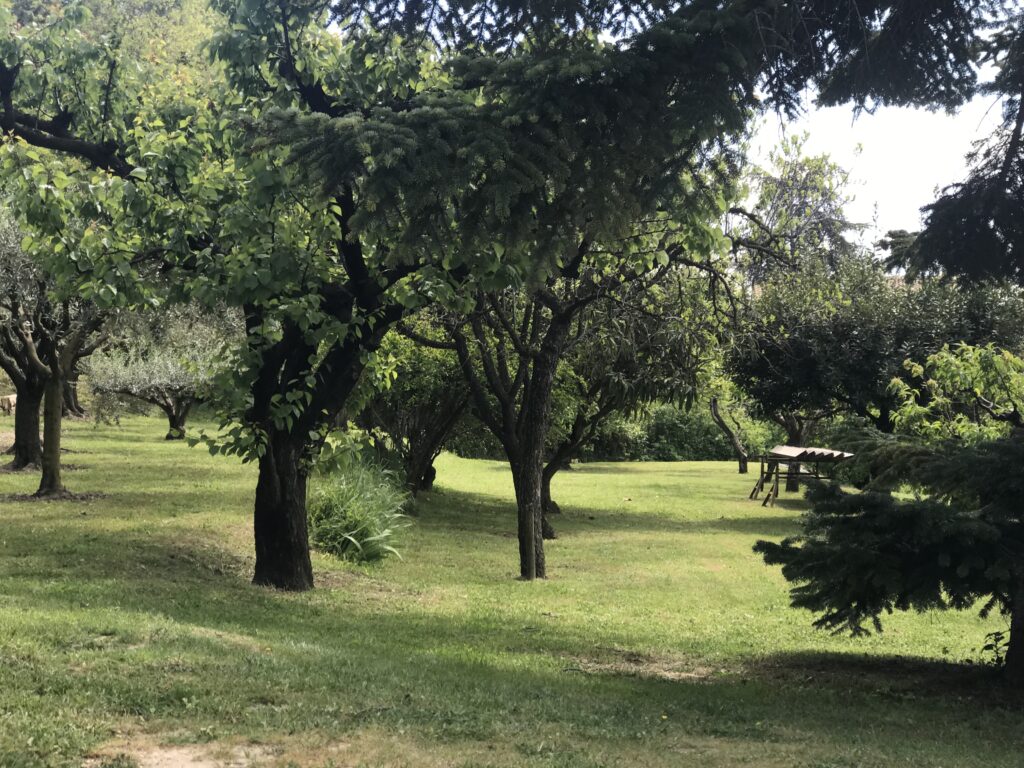 The fruit orchard (exterior) next to our garden includes peaches, apricots, cherries and more.