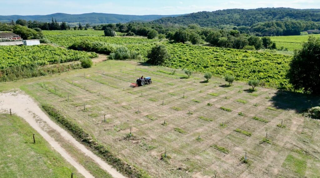 Ons nieuw aangeplante olijfveld (50 olijfbomen) wordt gemaaid door onze vriend Philippe (het is een beetje te groot om met de handmaaier te maaien).